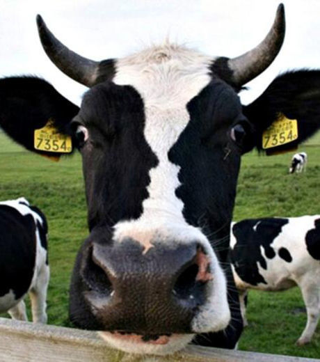 22 fotos que vão chamar sua atenção