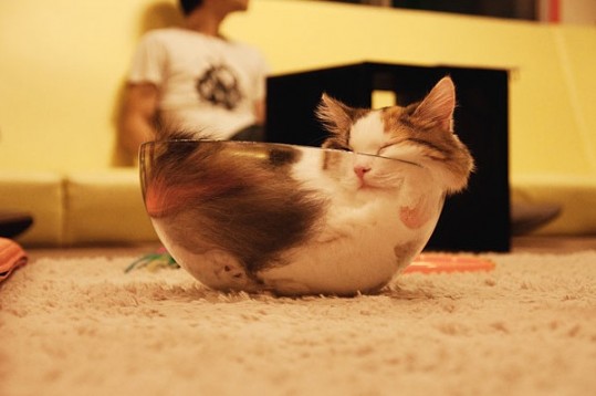 via Peregrino Will Reign on Flickr