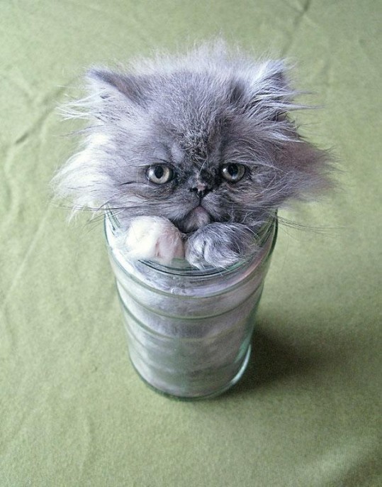 cats-are-liquid-8