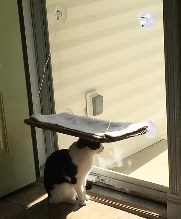 cats being jerks 10.jpg