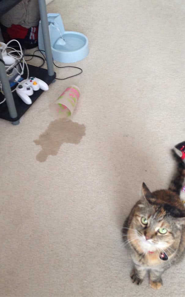 cats being jerks 18.jpg