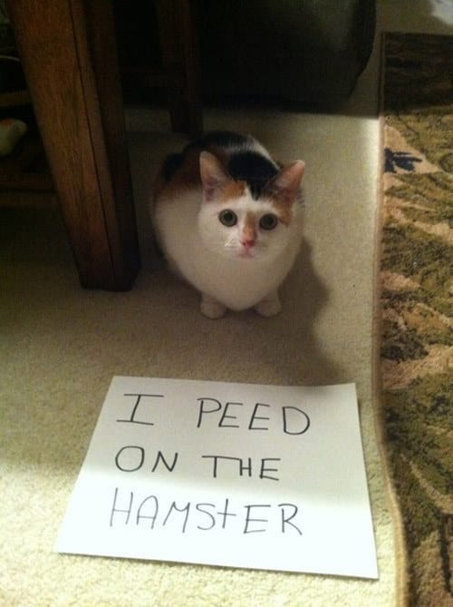 catshaming