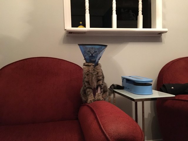 Cat wearing E-collar