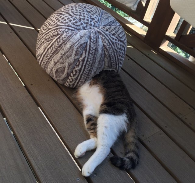 Pets contorted into weird sleeping positions will never not be funny