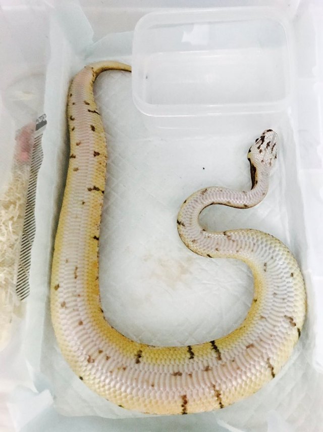 Pets contorted into weird sleeping positions will never not be funny