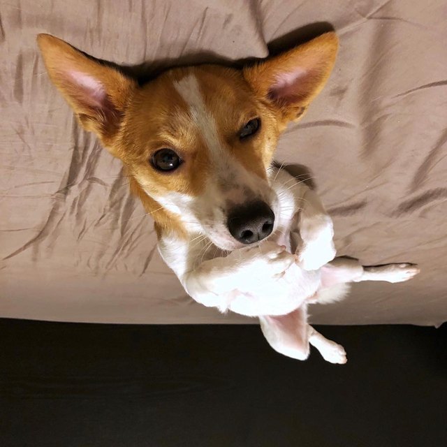 19 dogs who are actually just furry balloons