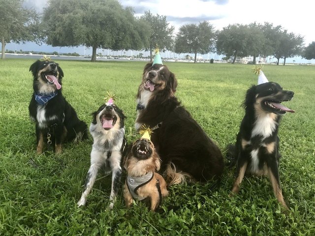 Dogs wearing party hats.