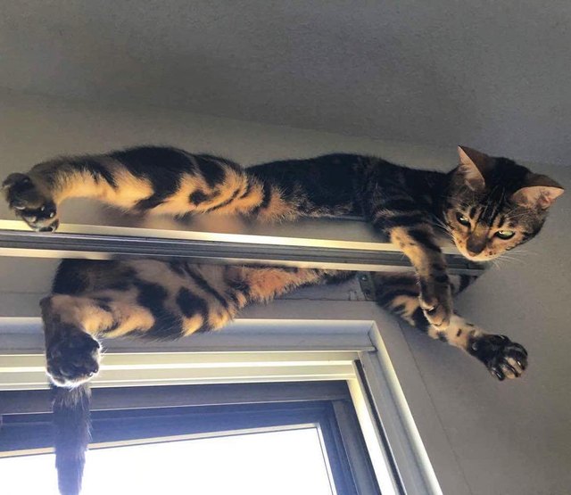 17 cats that are basically just furry house monkeys