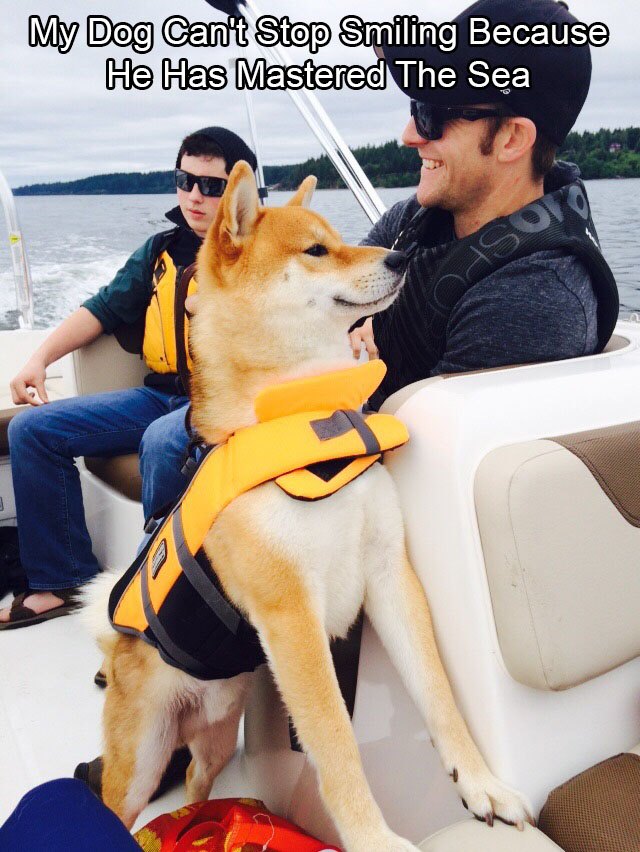 Shiba Inu on a boat.