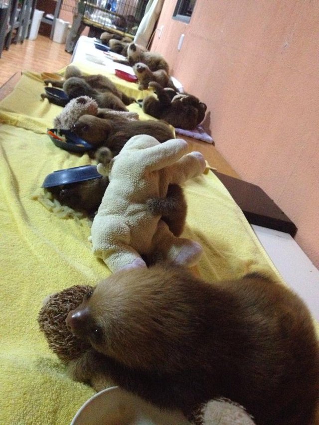 Baby sloths snuggling stuffed animals at a sloth sanctuary