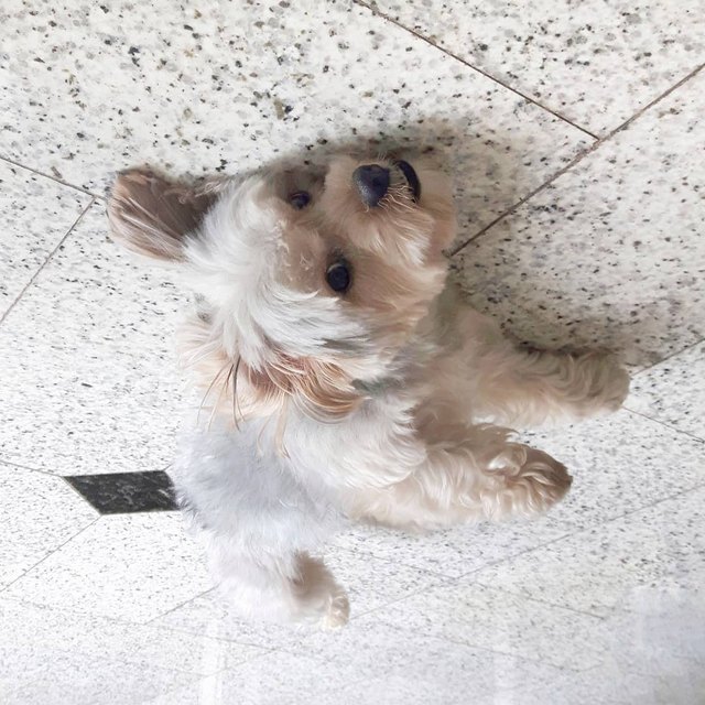 19 dogs who are actually just furry balloons