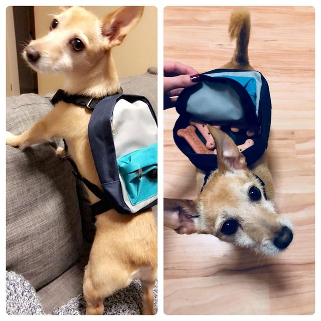 Dog wearing backpack full of treats.