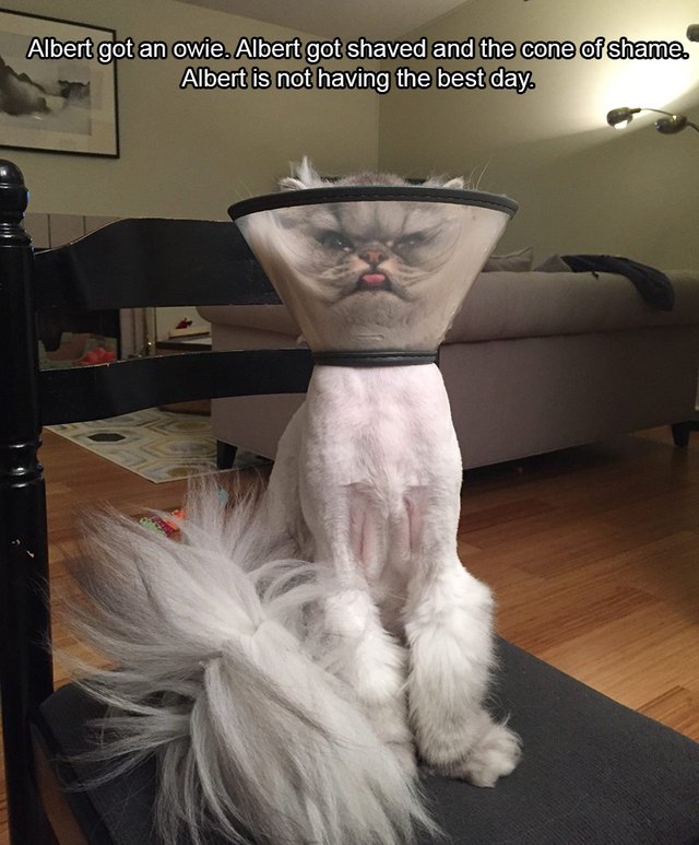 Shaved cat wearing E-collar
