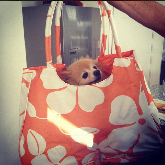 Dog in tote bag.
