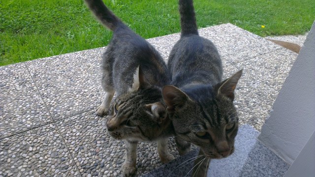 Twin tabbies!
