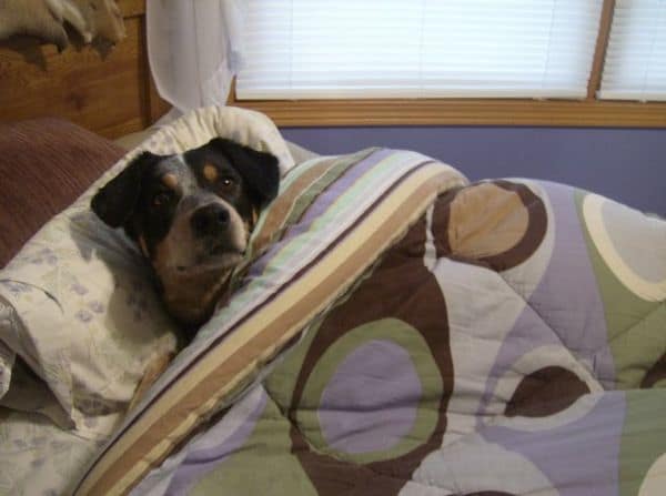 Image via animals-photos