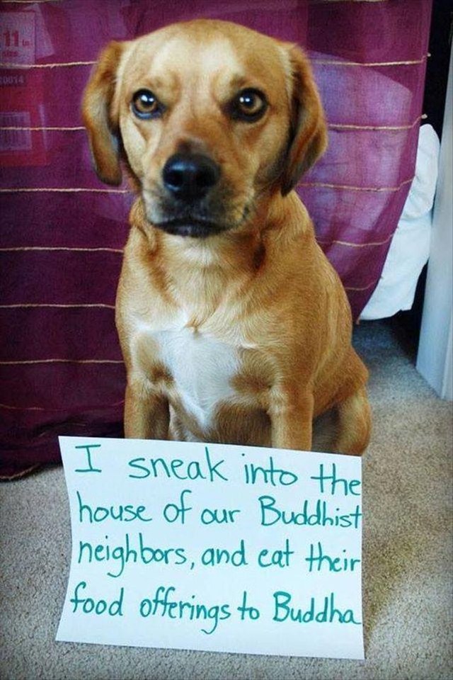Dog who sneaks his neighbor