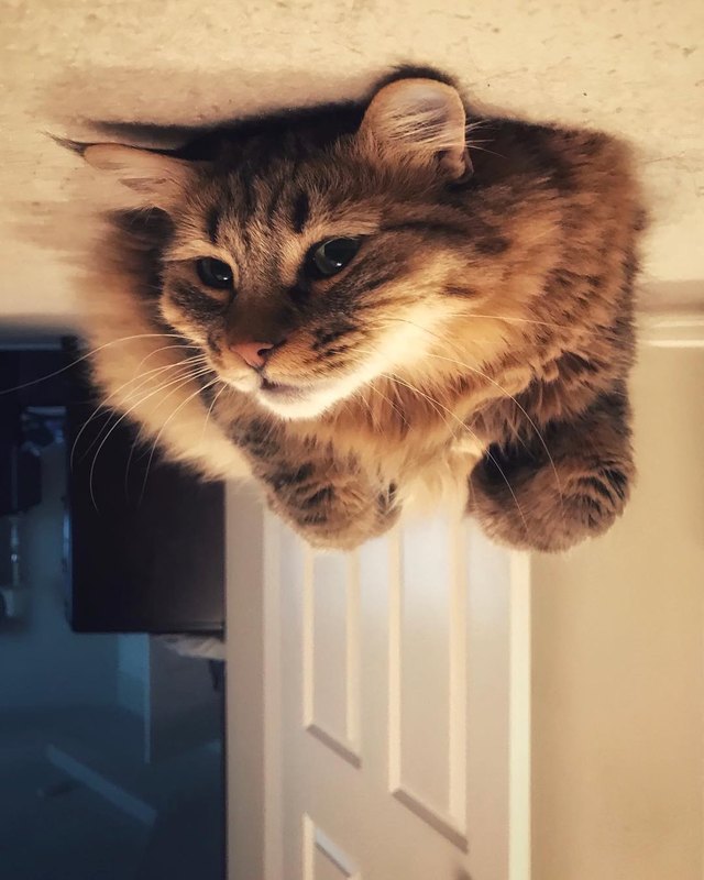 19 dogs who are actually just furry balloons