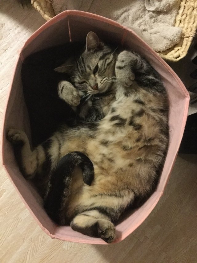 Grouchy looking cat on its back in a misshapen cardboard box.