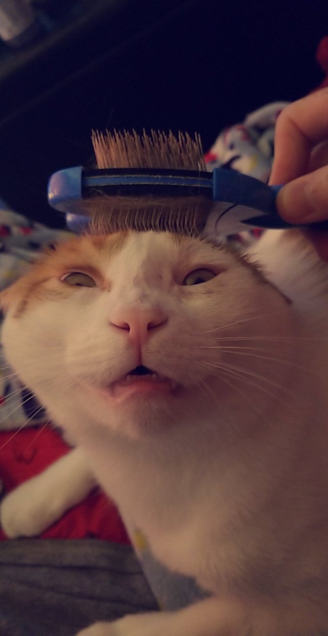 Cat getting brushed
