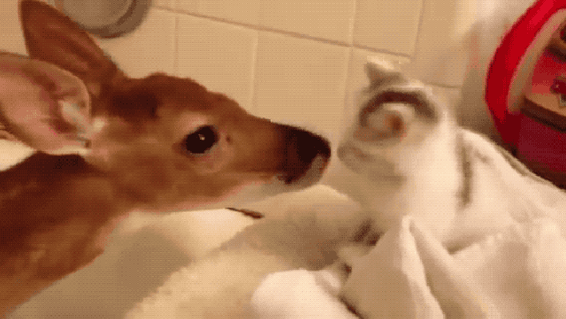 19 Of The Most Heartwarming Animal Moments Ever