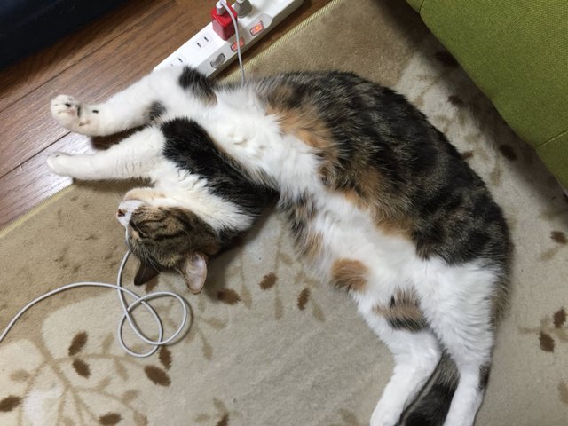 Pets contorted into weird sleeping positions will never not be funny