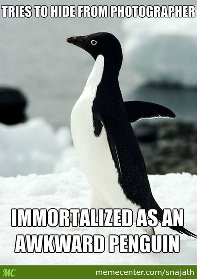 24 Memes That Prove Penguins Are The Funniest Animals On Earth