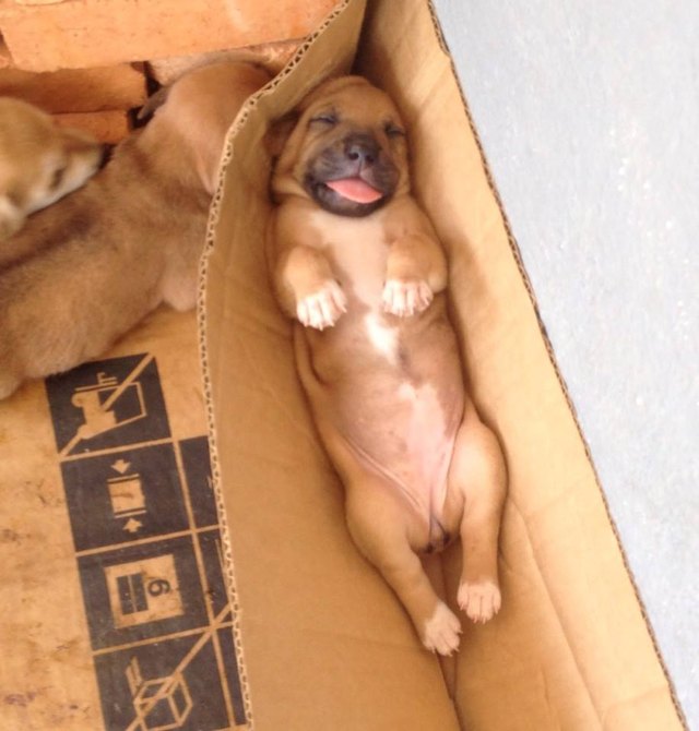 18 Dogs Sleeping Like Weirdos