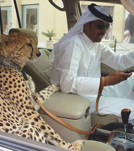 15 coisas incríveis que só acontecem em Dubai