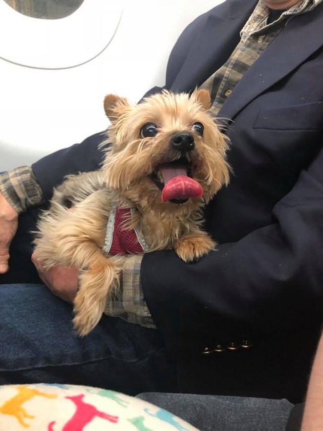 Dogs on planes