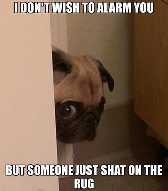 Nervous looking pug peeking head around corner.