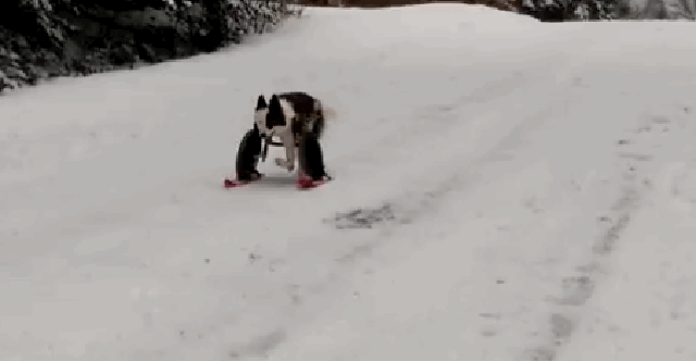 Skiing Pup