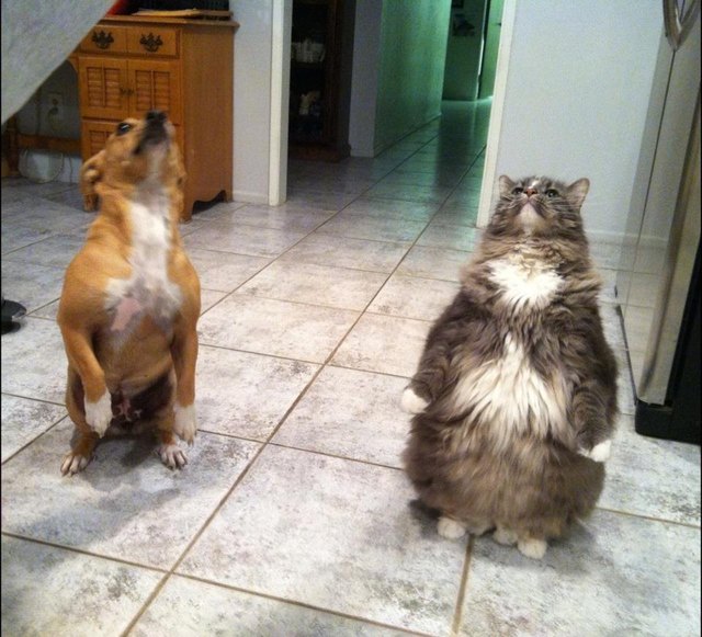 Dogs standing up