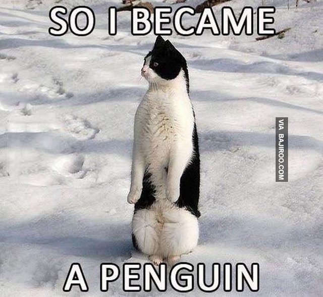 24 Memes That Prove Penguins Are The Funniest Animals On Earth