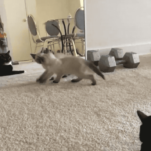 Cats reacting to their reflection in the mirror will never not be funny