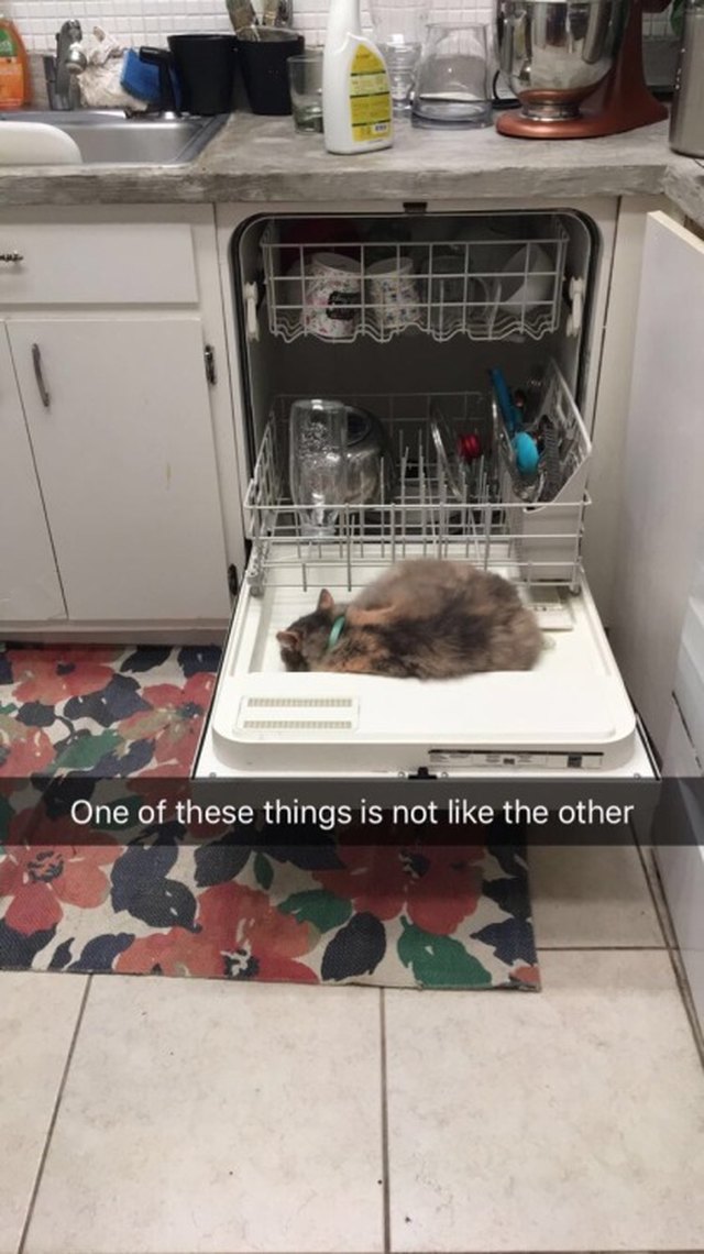 Cat sleeping on the open door of a dishwasher.