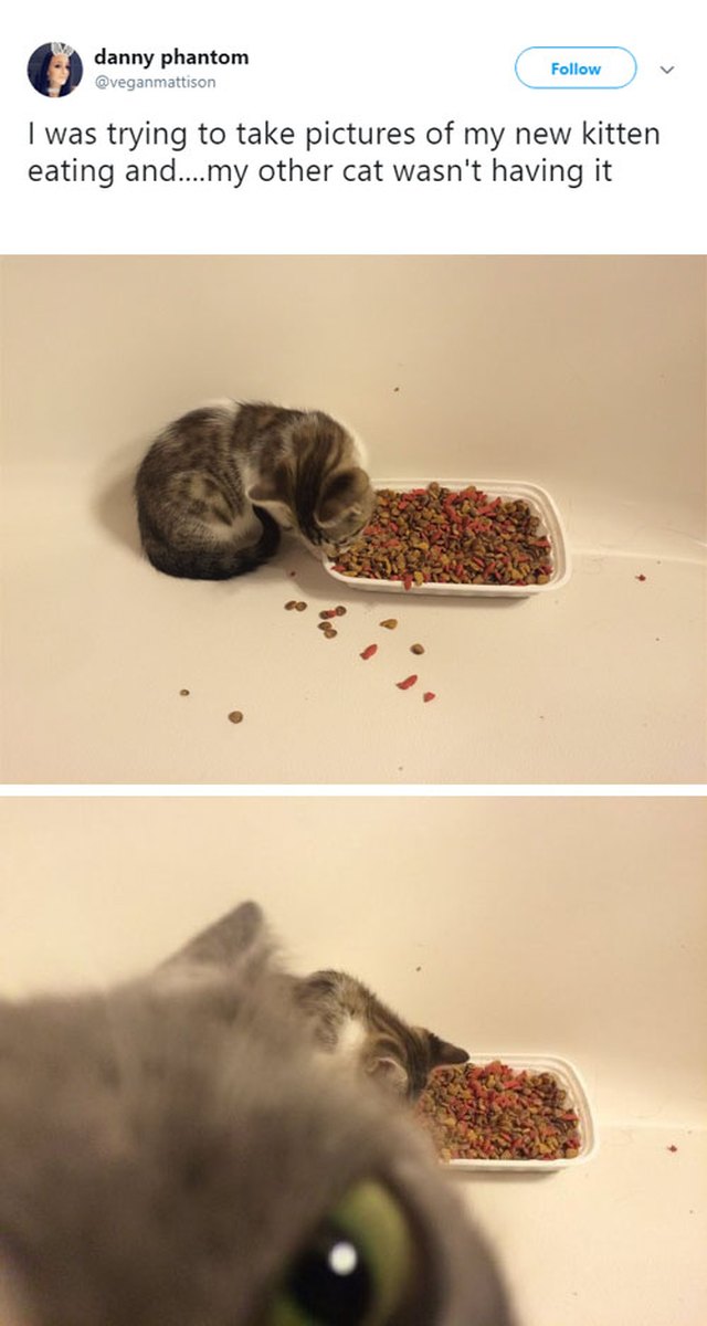 Cat photobombing kitten.