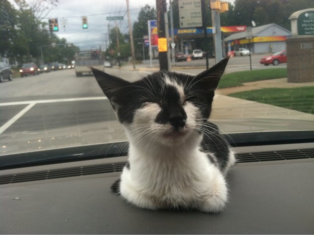 Happy rescued kitten sitting on a car
