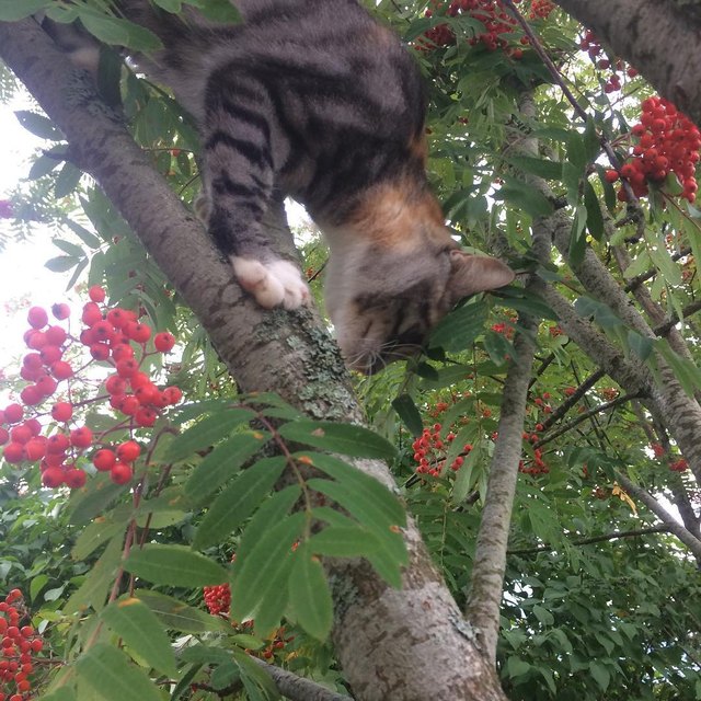 17 cats that are basically just furry house monkeys
