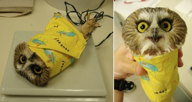 You gotta be creative if you want to weigh an animal on a digital scale