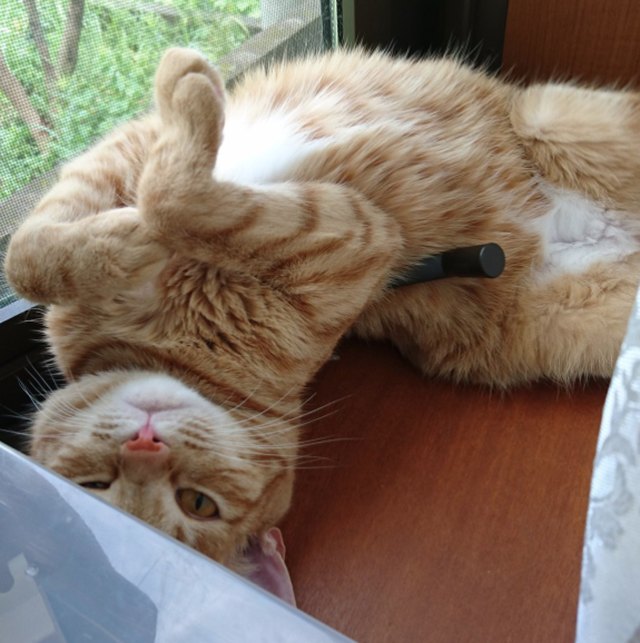 Pets contorted into weird sleeping positions will never not be funny