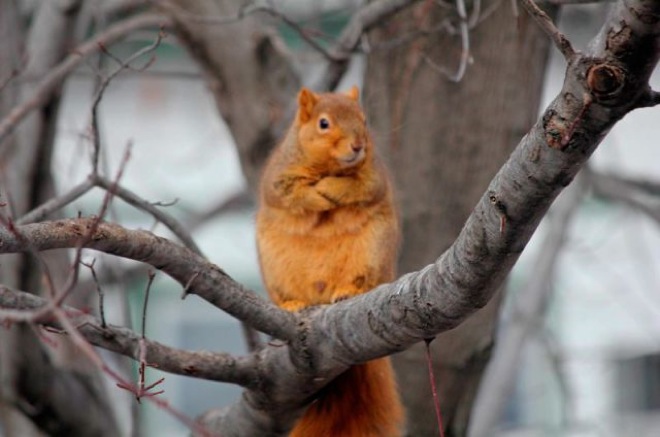 funny-animals-4