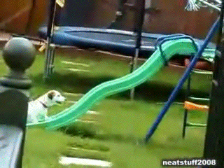 funny animals on slides 9.gif