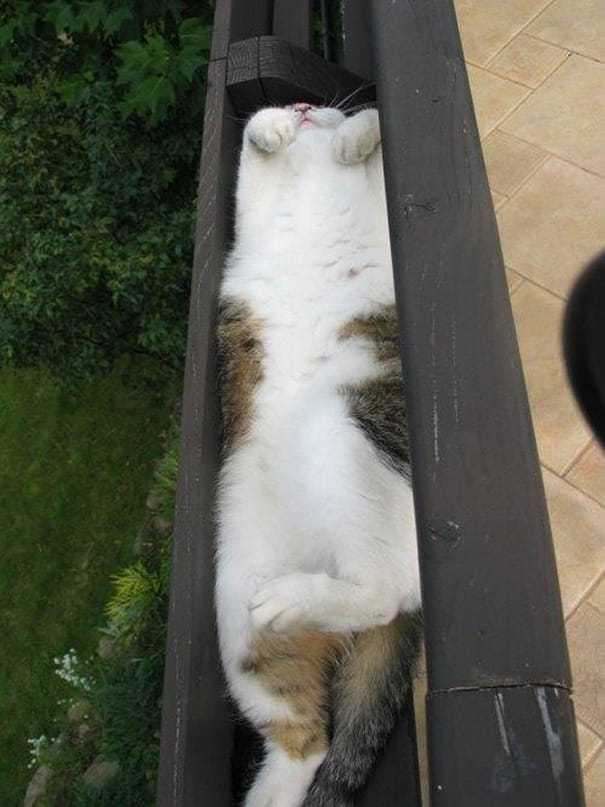funny photos cats sleeping 14.jpg
