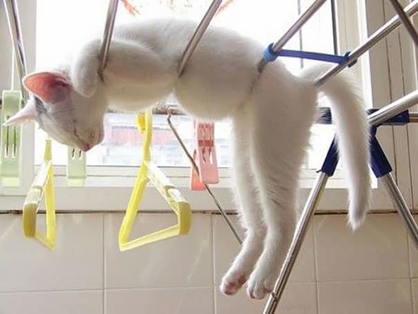 funny photos cats sleeping 25.jpg