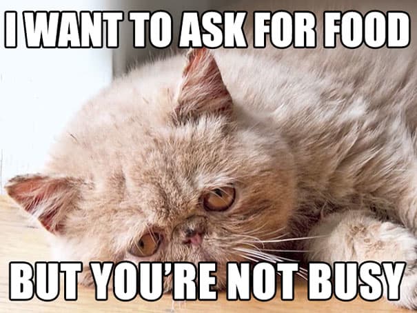 funny sad cat memes 10