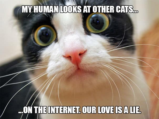 funny sad cat memes 11