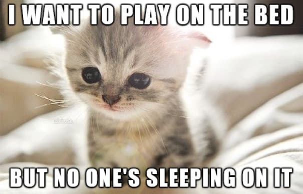 funny sad cat memes 13