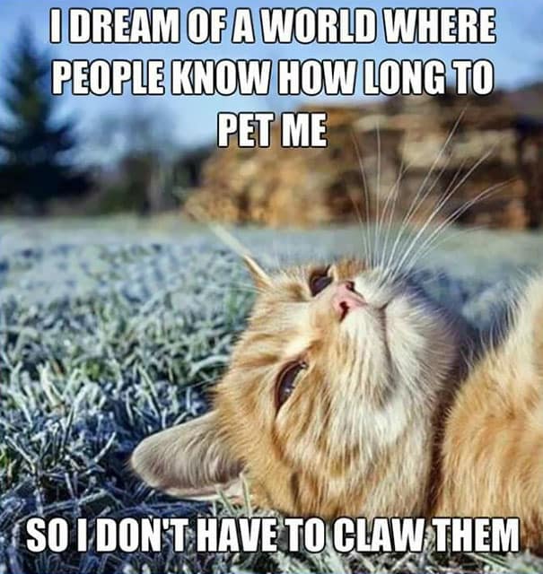 funny sad cat memes 16