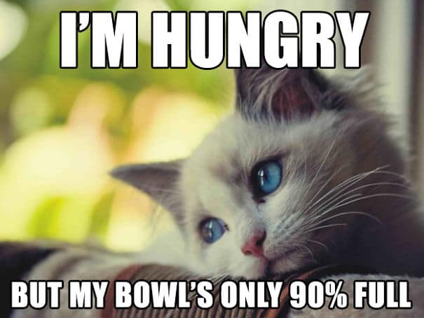 funny sad cat memes 2